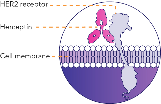 How Herceptin® (trastuzumab) is Thought To Work | Herceptin ...