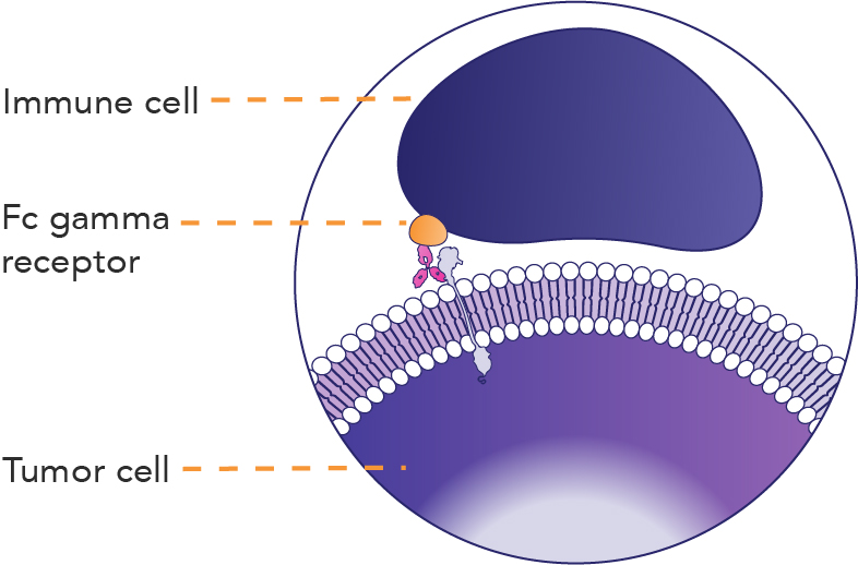 How Herceptin® (trastuzumab) is Thought To Work | Herceptin ...