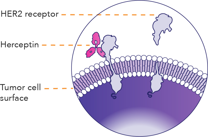 How Herceptin® (trastuzumab) is Thought To Work | Herceptin ...