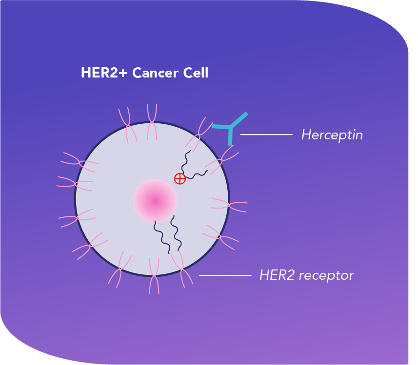 How Herceptin® (trastuzumab) is Thought To Work | Herceptin ...