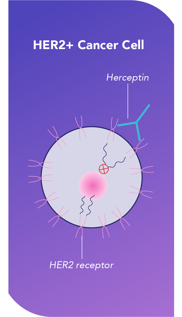 How Herceptin® (trastuzumab) is Thought To Work | Herceptin ...